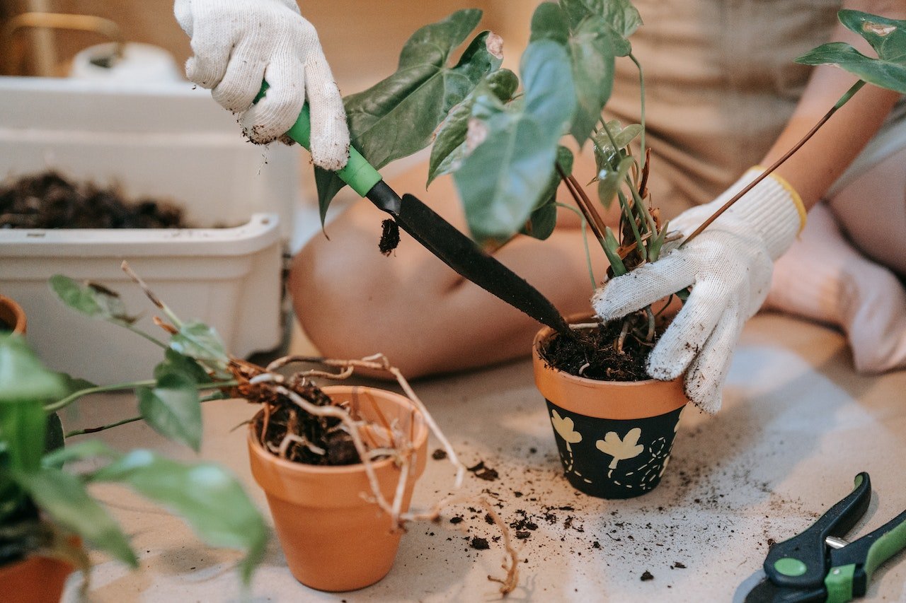 pouring soil in a potted plant